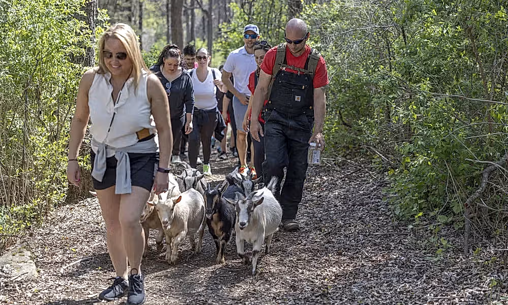 Hiking with goats.