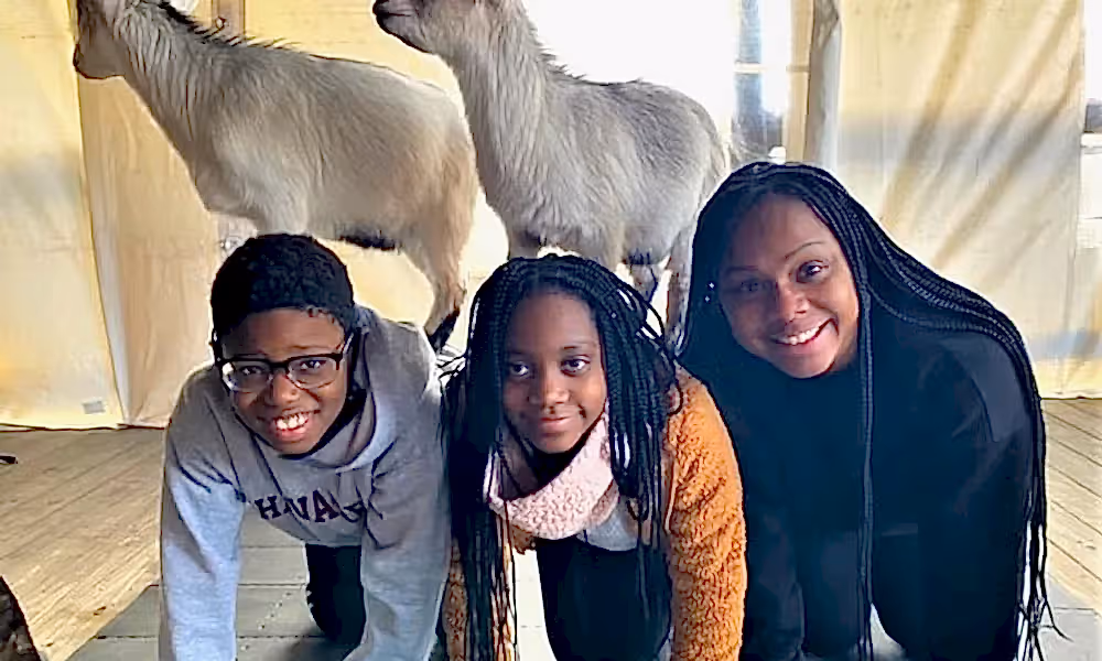 Group of people doing yoga with goats.