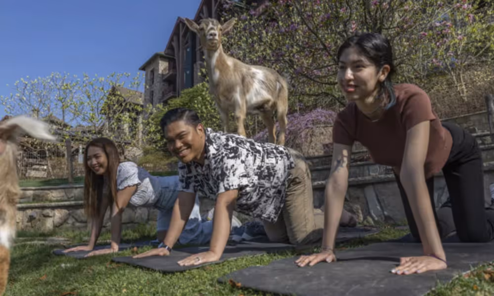 Friends doing goat yoga at Crystal Springs Resort
