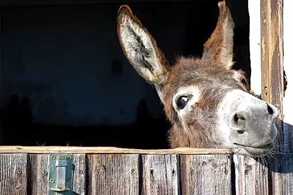 Donkey sticking its head out of a stable.