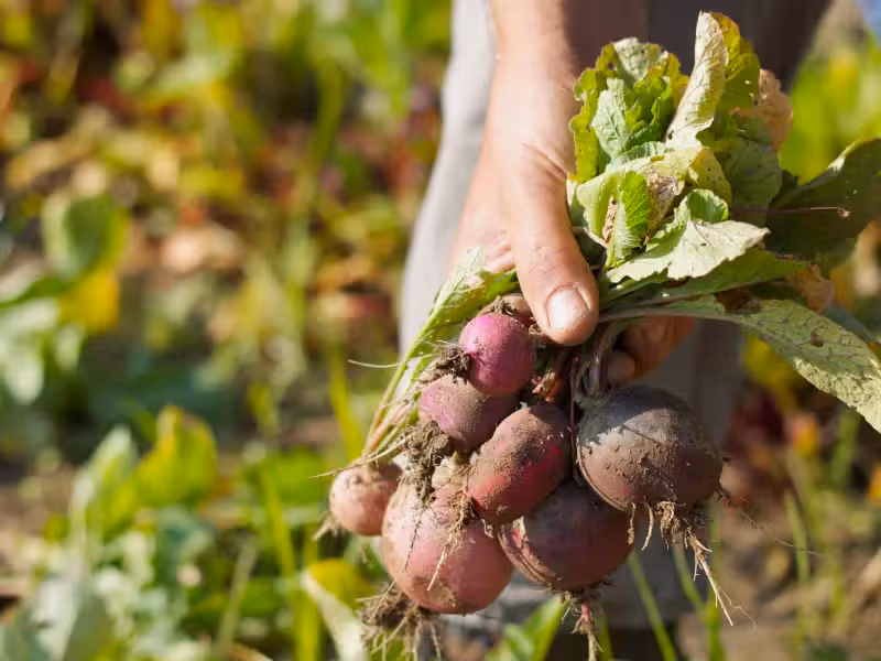 Person holding radishes.